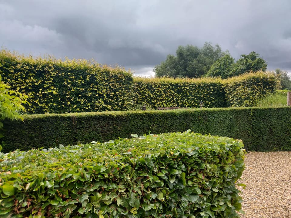 onderhouden van struiken