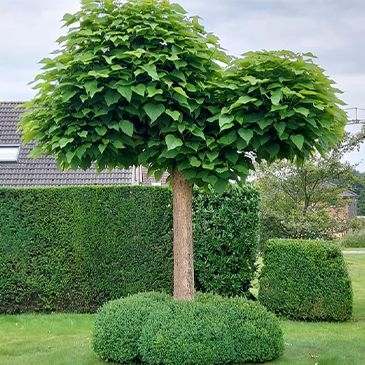 schitterende tuin